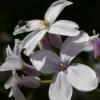 Lunaria redivivia - Abriachan Nurseries, The Garden On Loch Ness